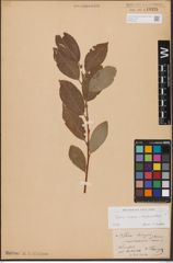 Foto von Salix caprea L. x Salix daphnoides Vill.